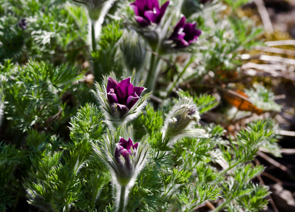 Frühling