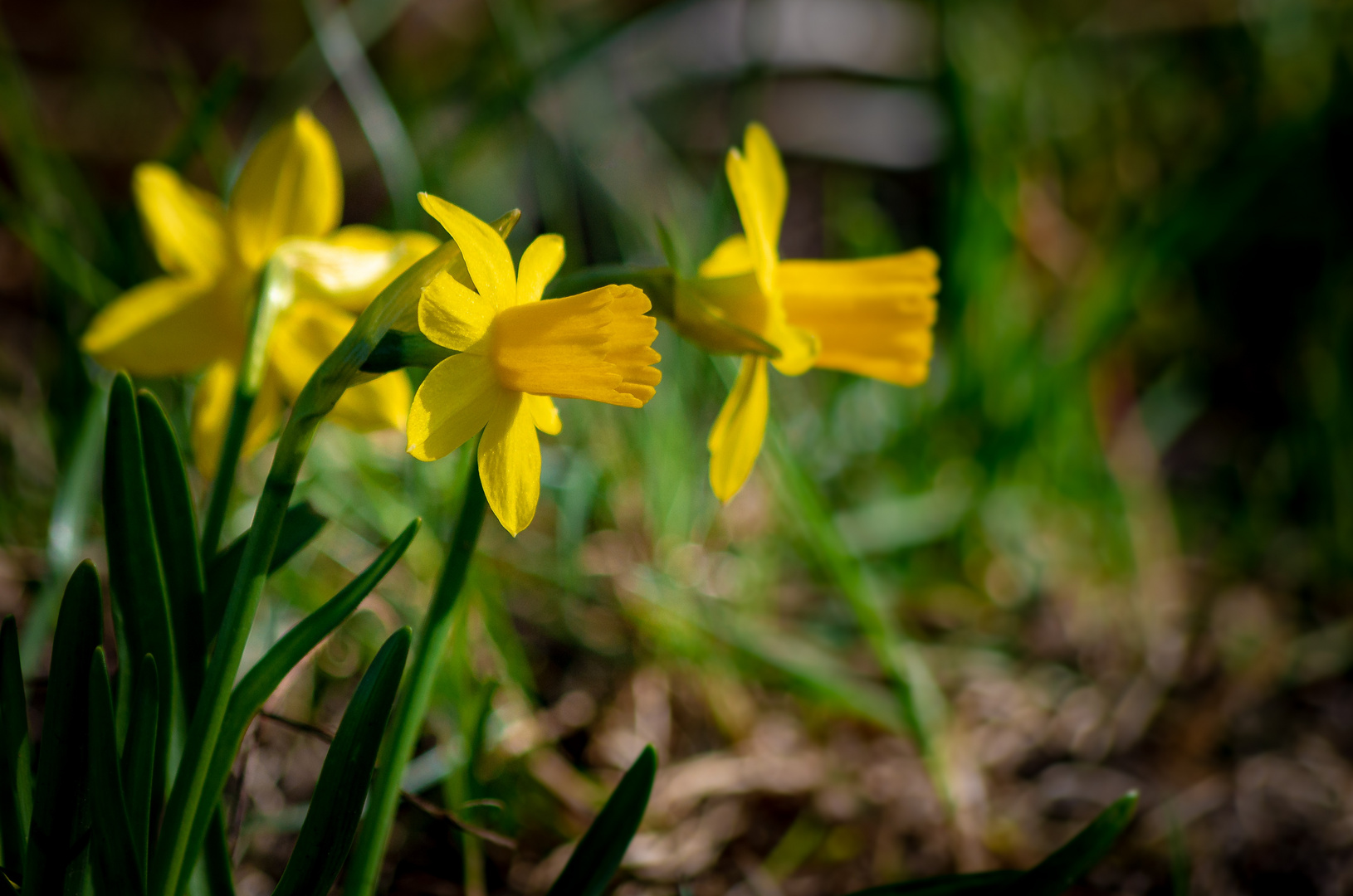 Frühling