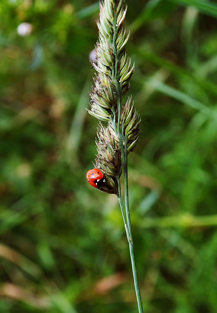 Frühling