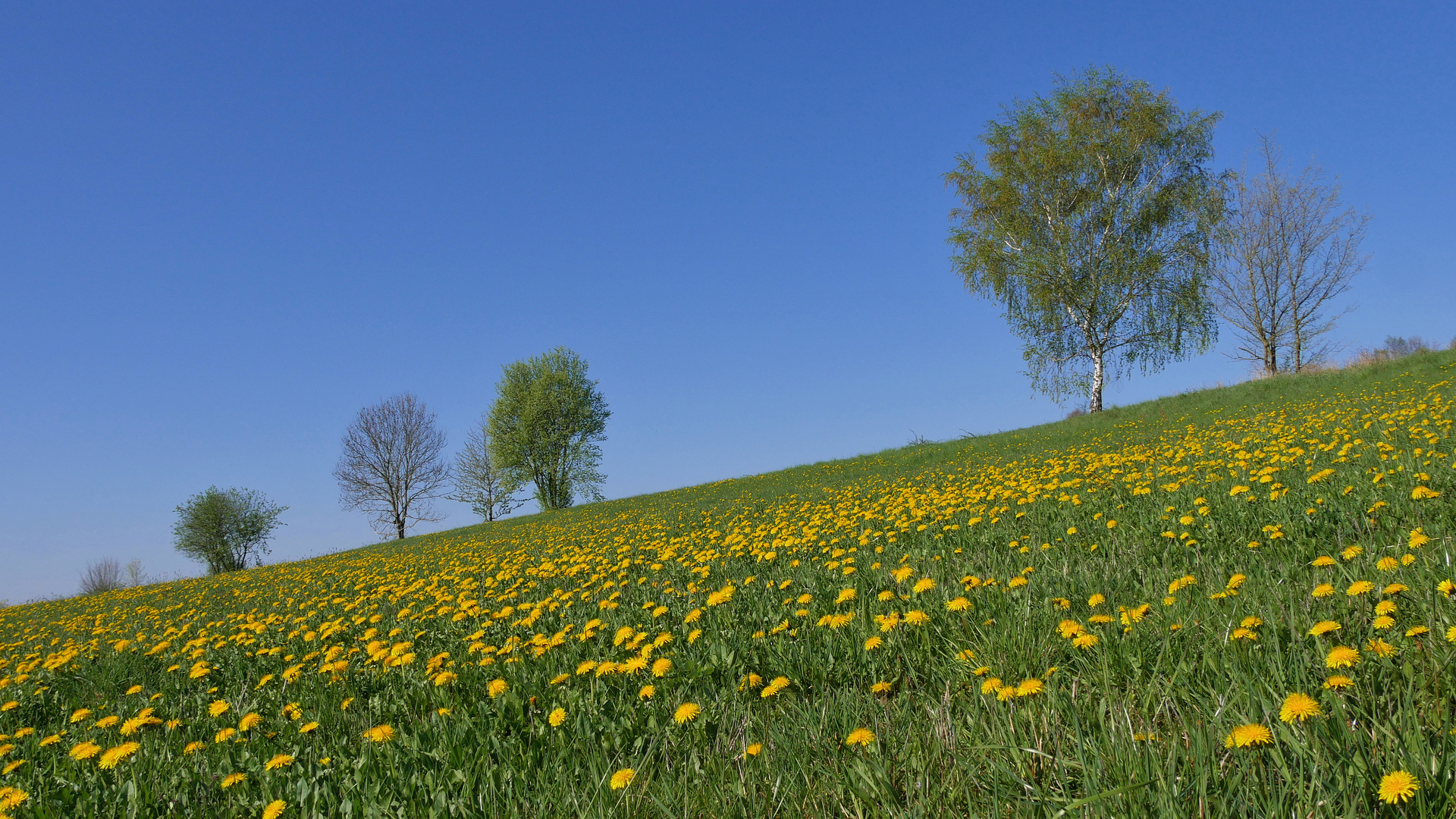 Frühling