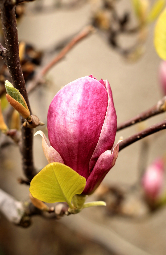 Frühling