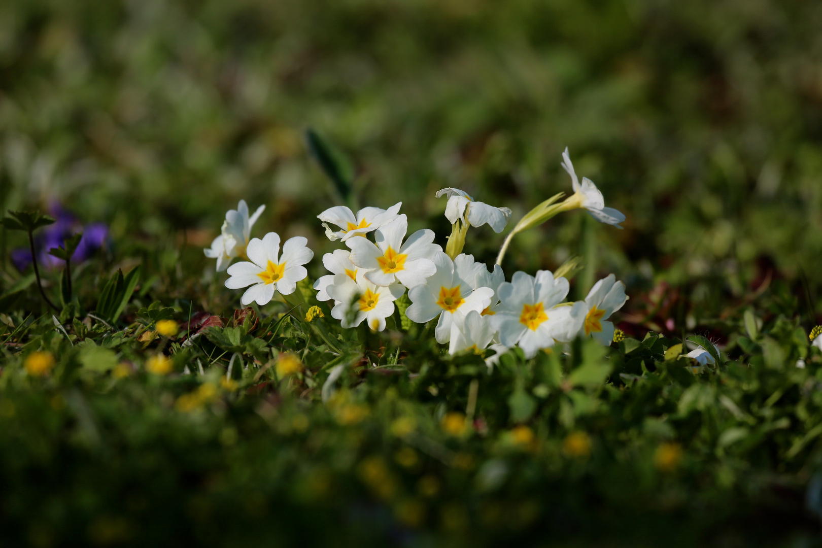 Frühling