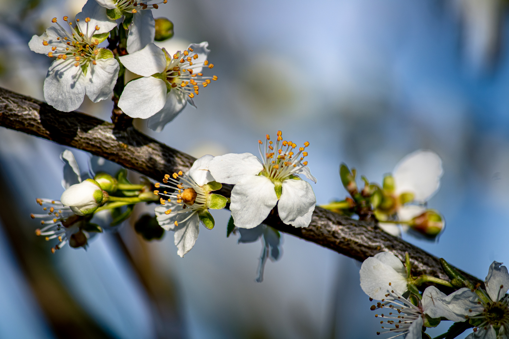 Frühling 