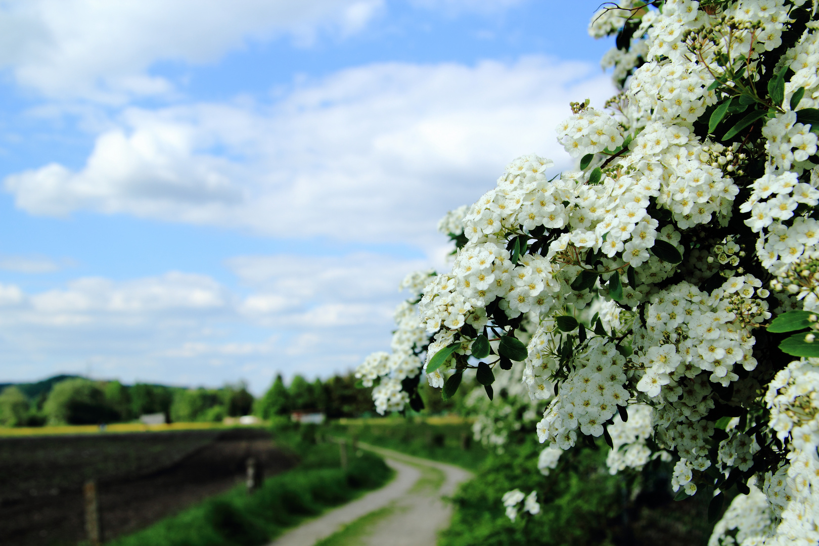 Frühling