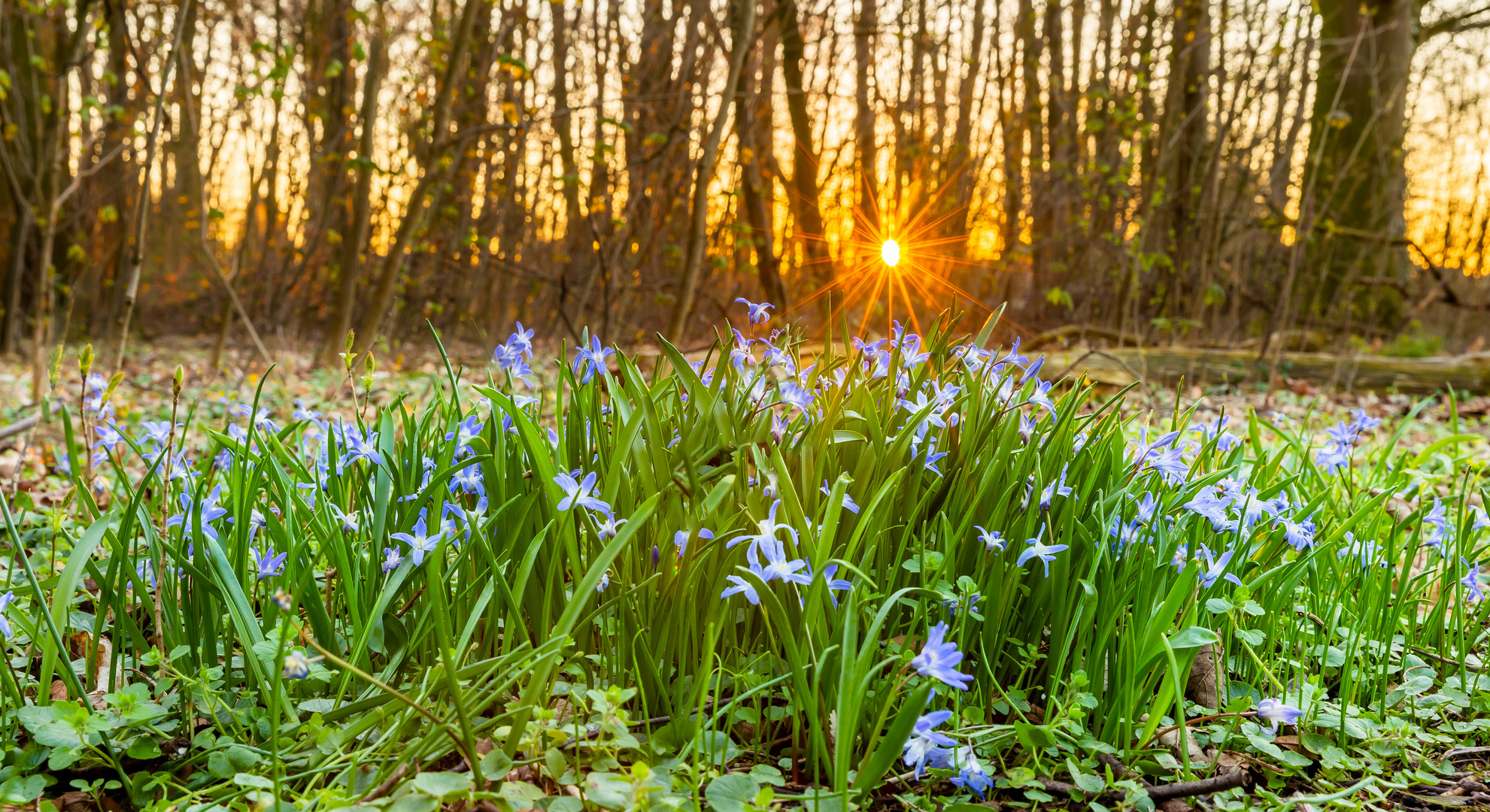 Frühling