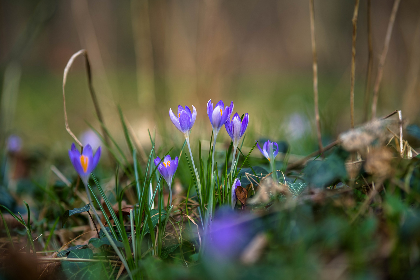 Frühling