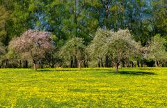 Frühling