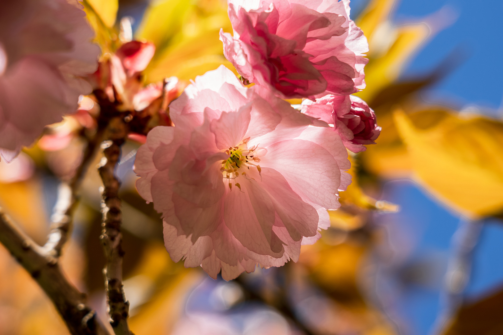 Frühling.... 