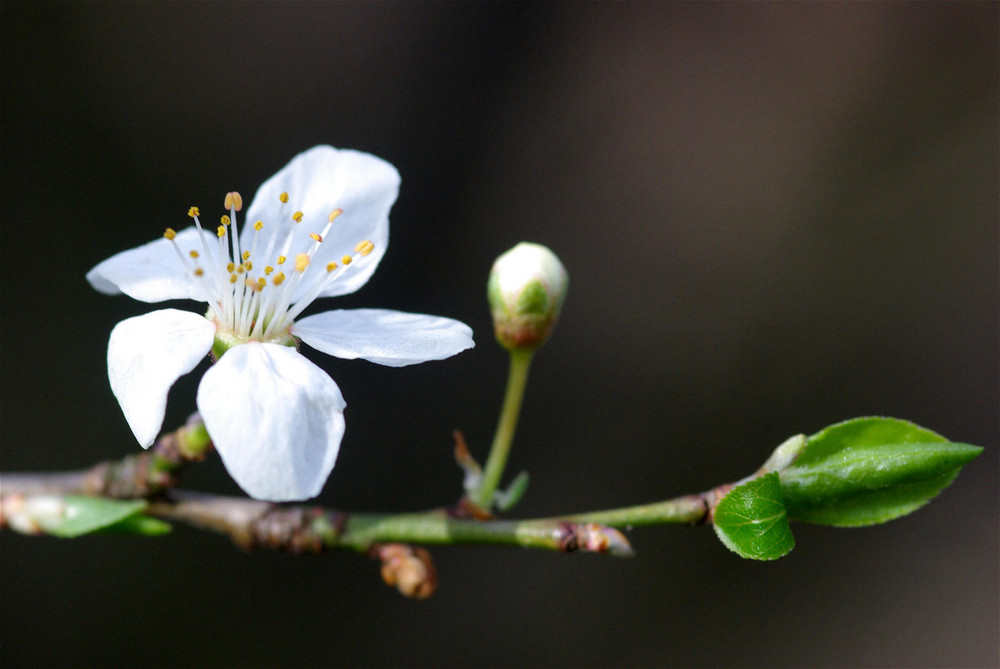 Frühling