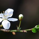 Frühling