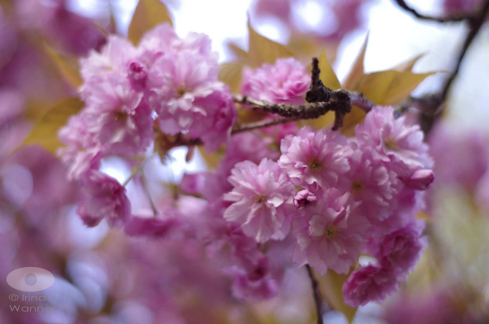 Frühling