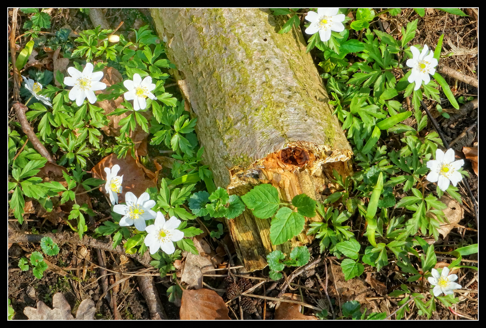 Frühling