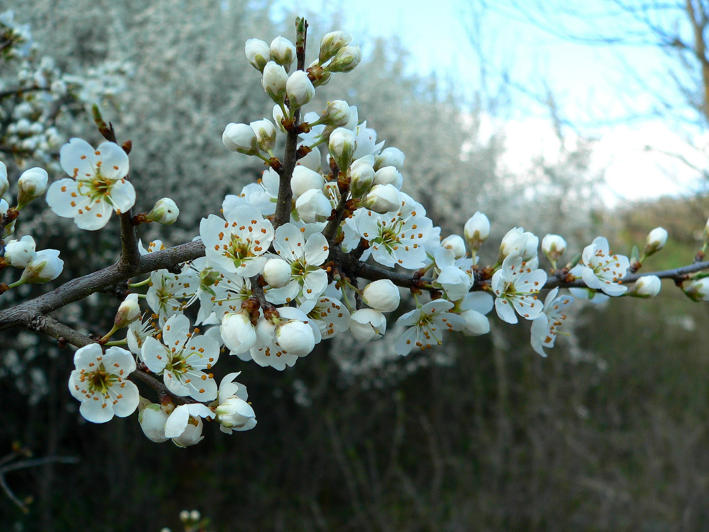 Frühling