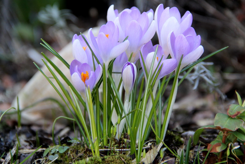 Frühling