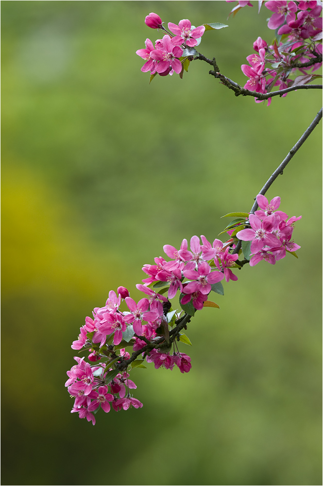 Frühling...