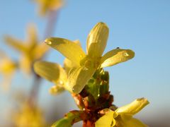 ...Frühling !!!