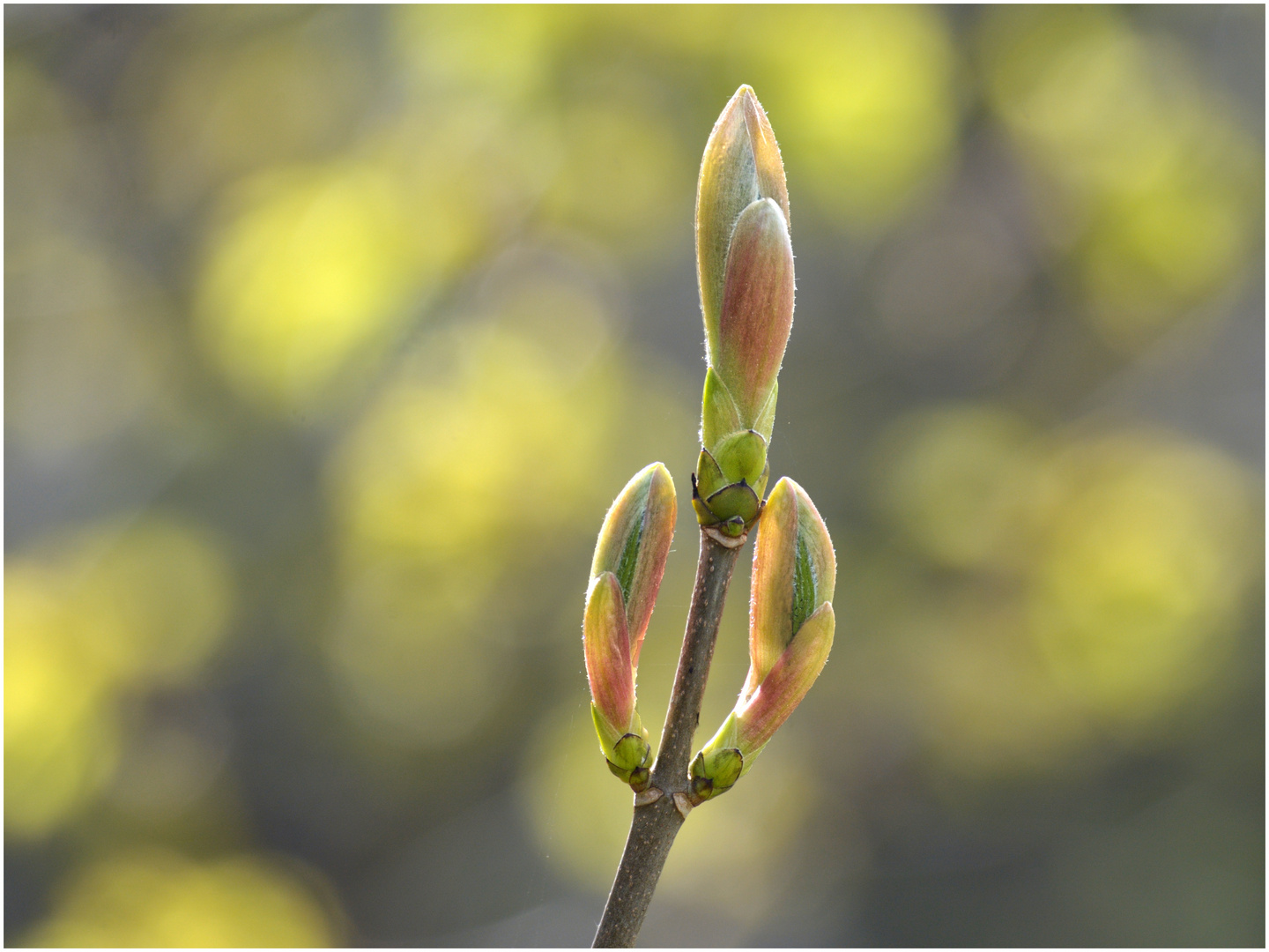 Frühling ... !