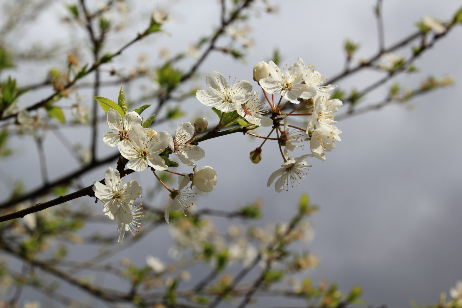 Frühling.