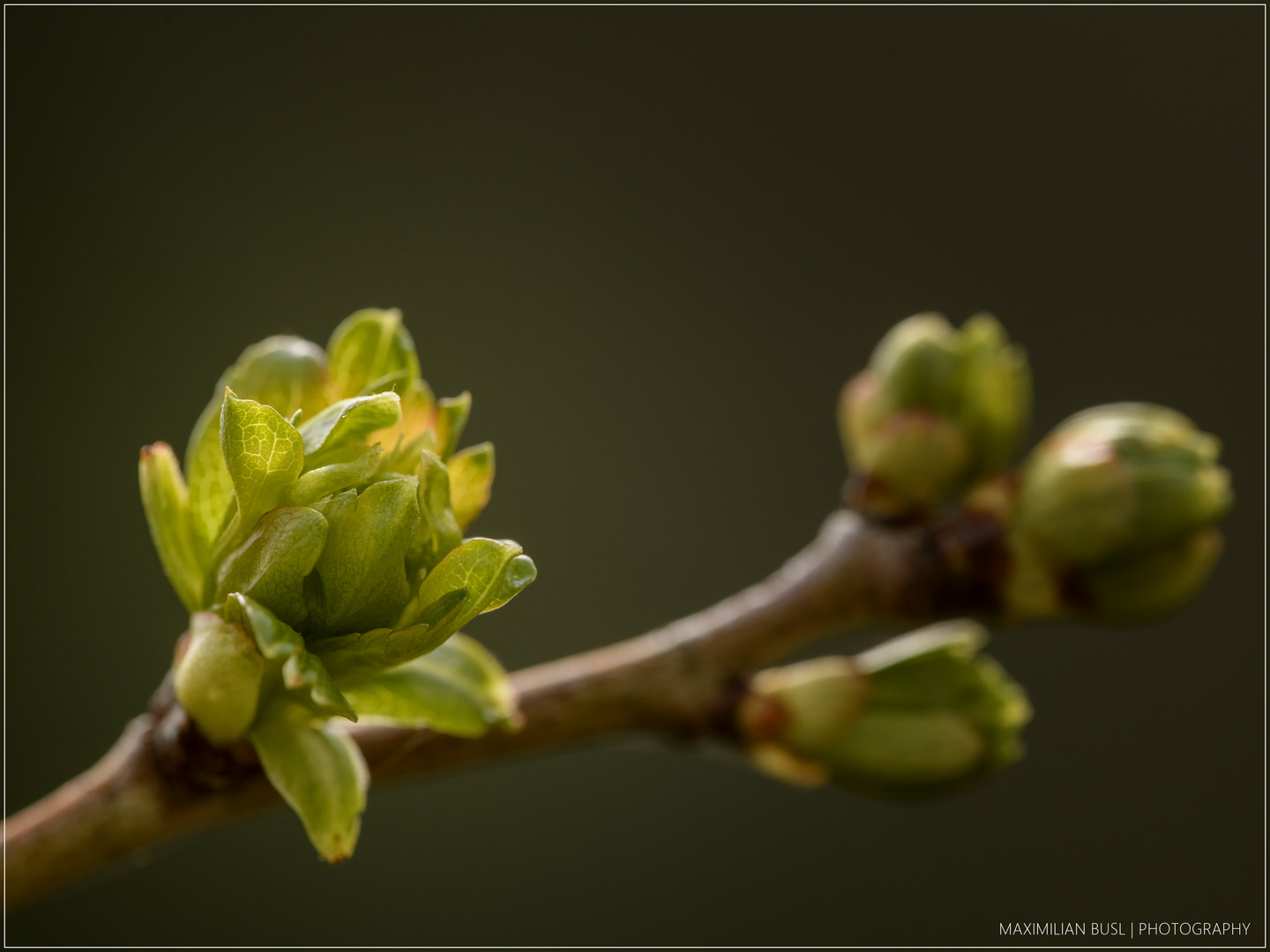 Frühling