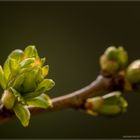 Frühling