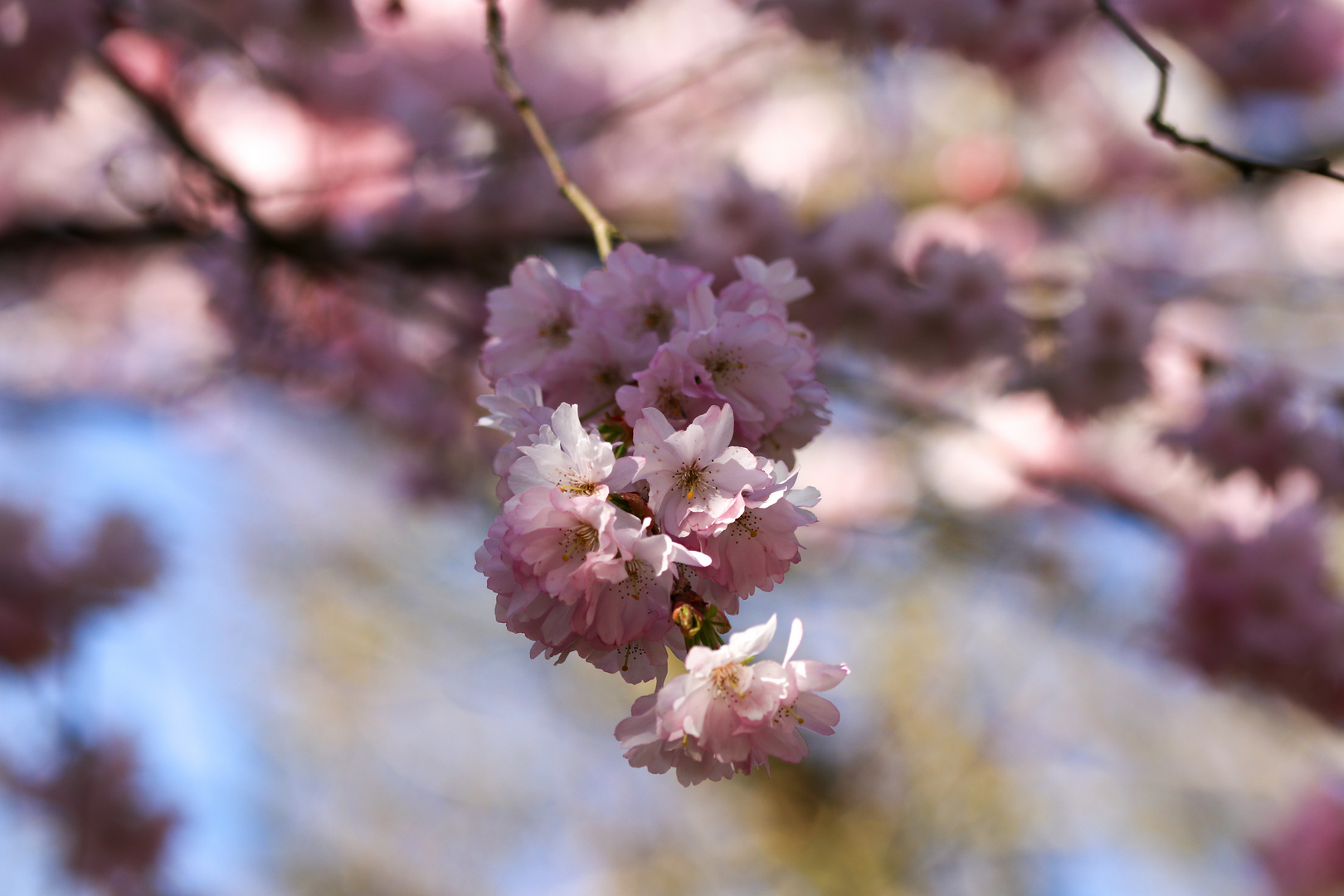 Frühling