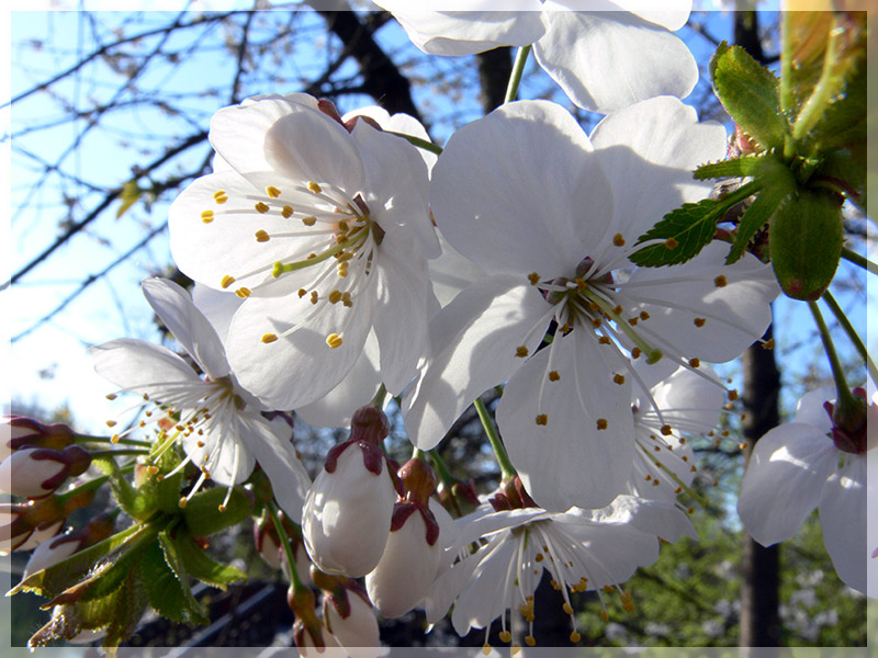 Frühling