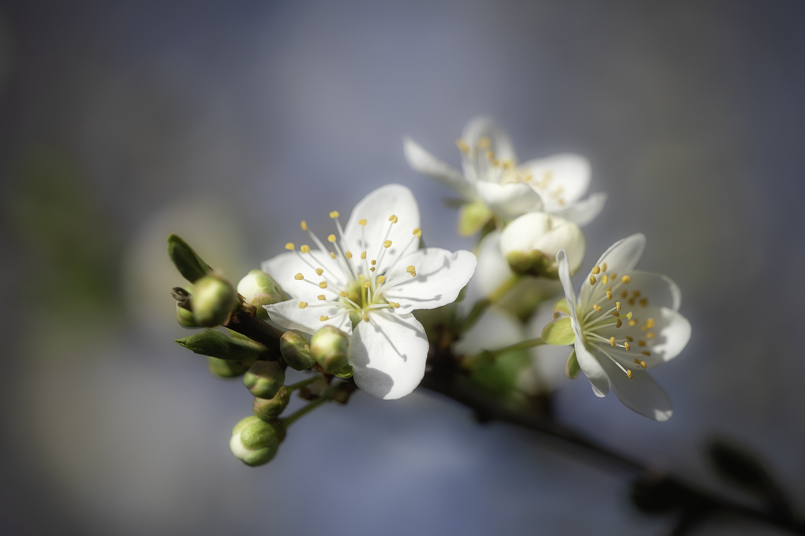 ... Frühling ...