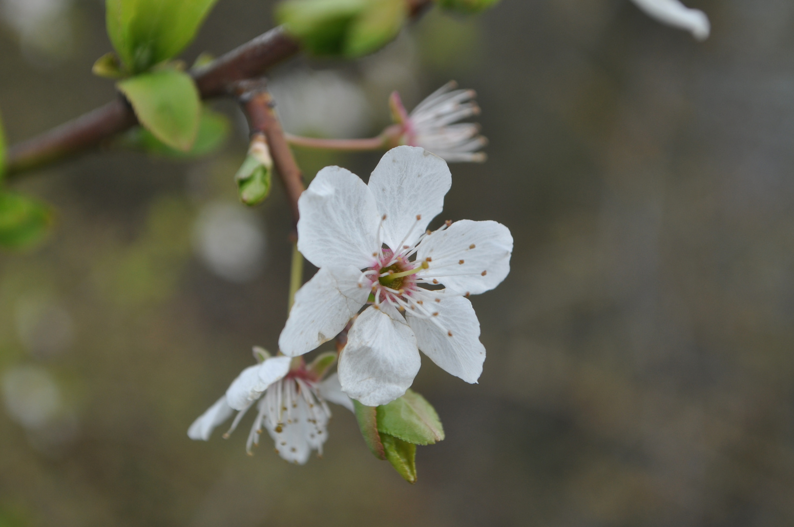 Frühling