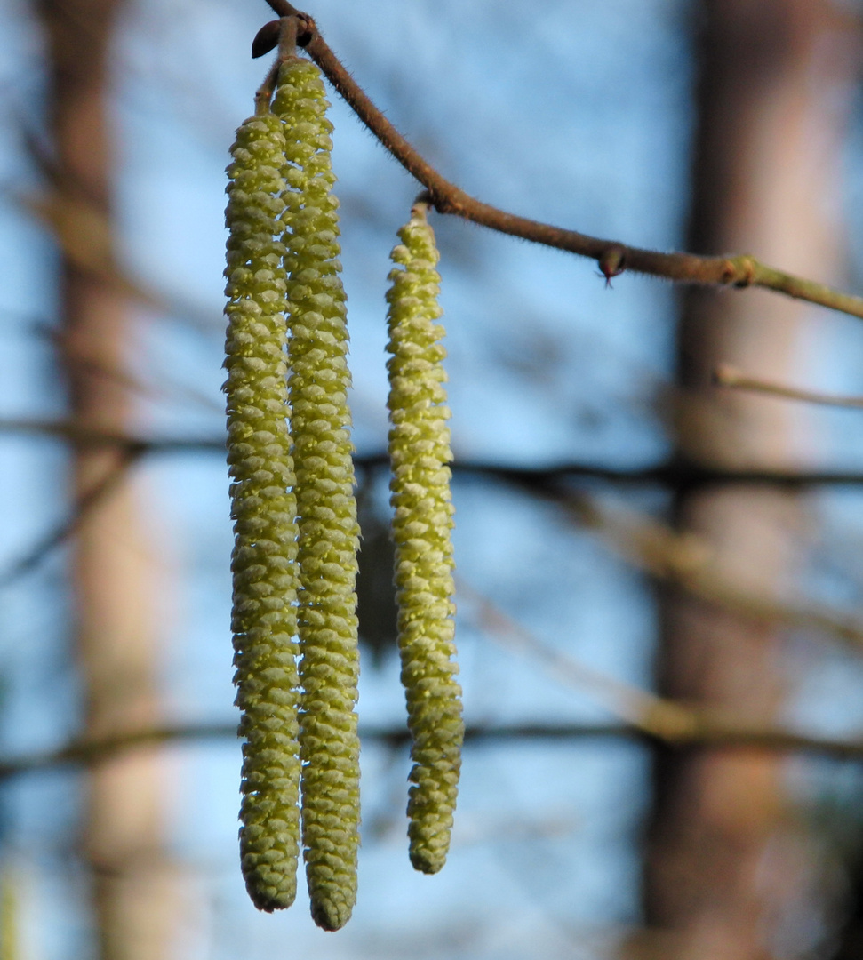 Frühling