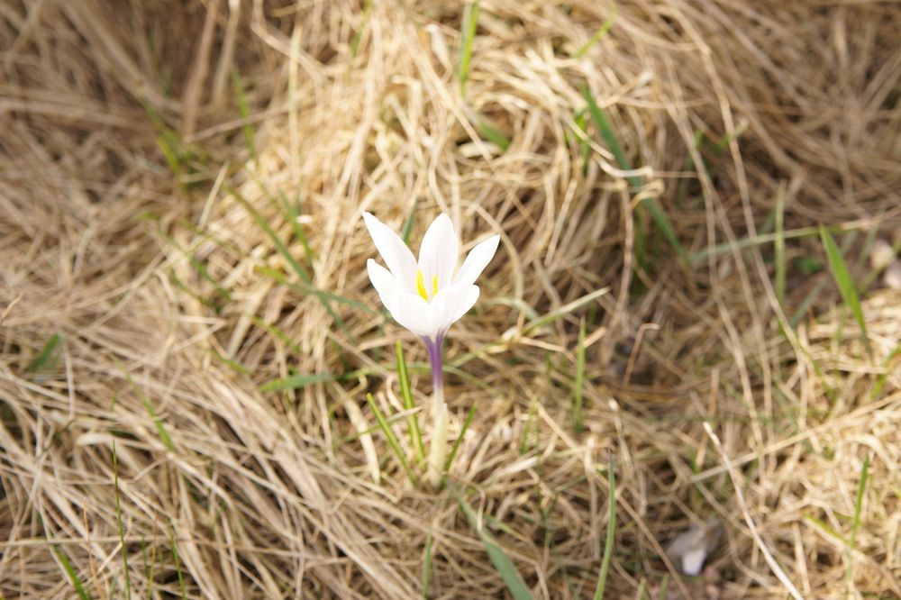 Frühling? von Sylvia Hollack