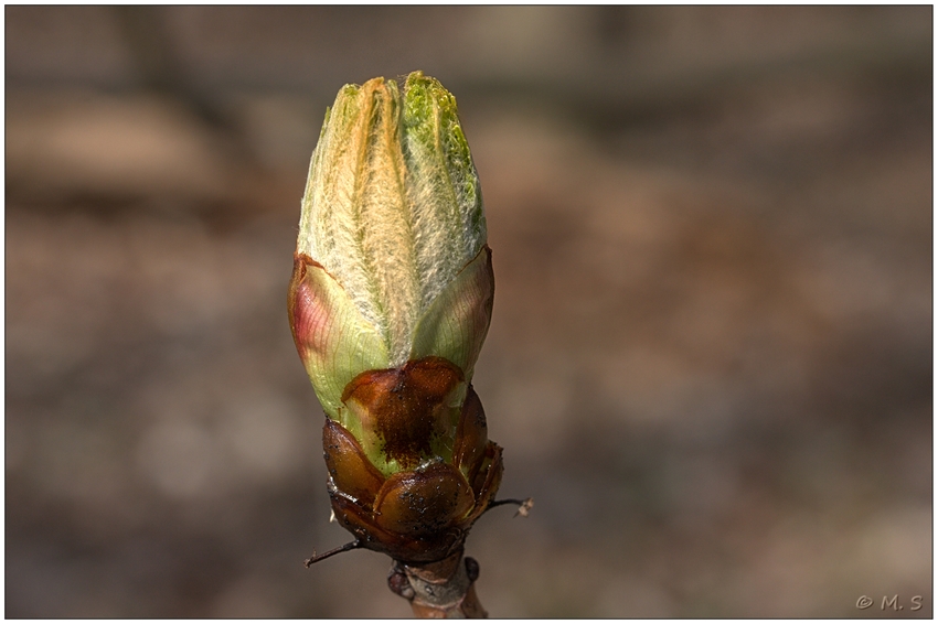 Frühling....