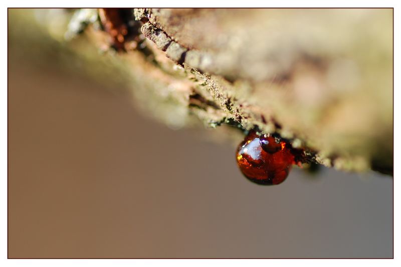 Frühling