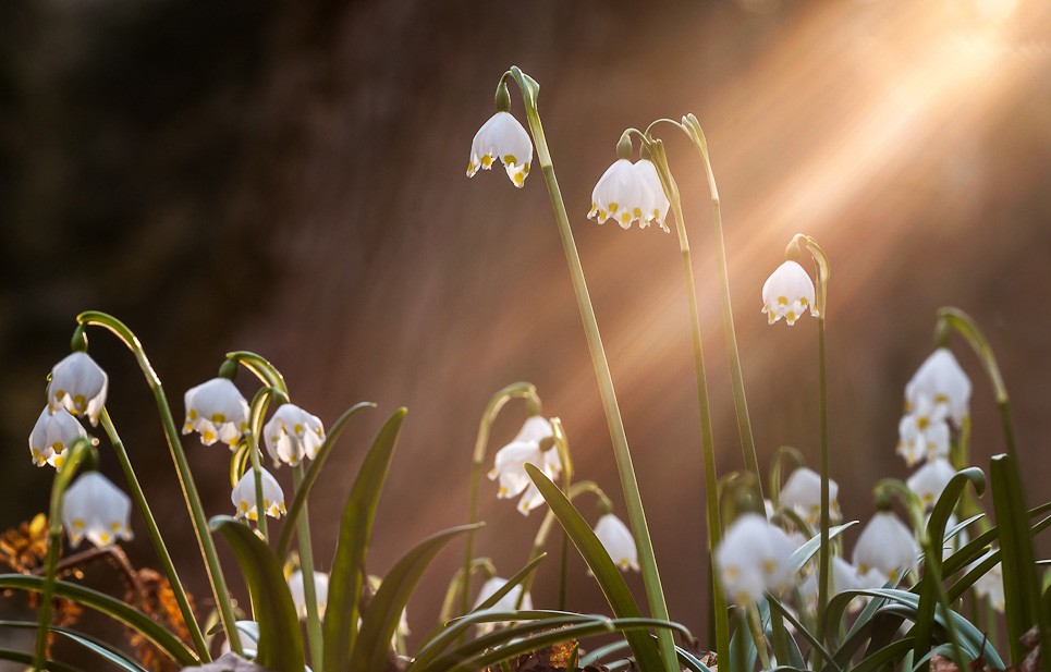 Frühling