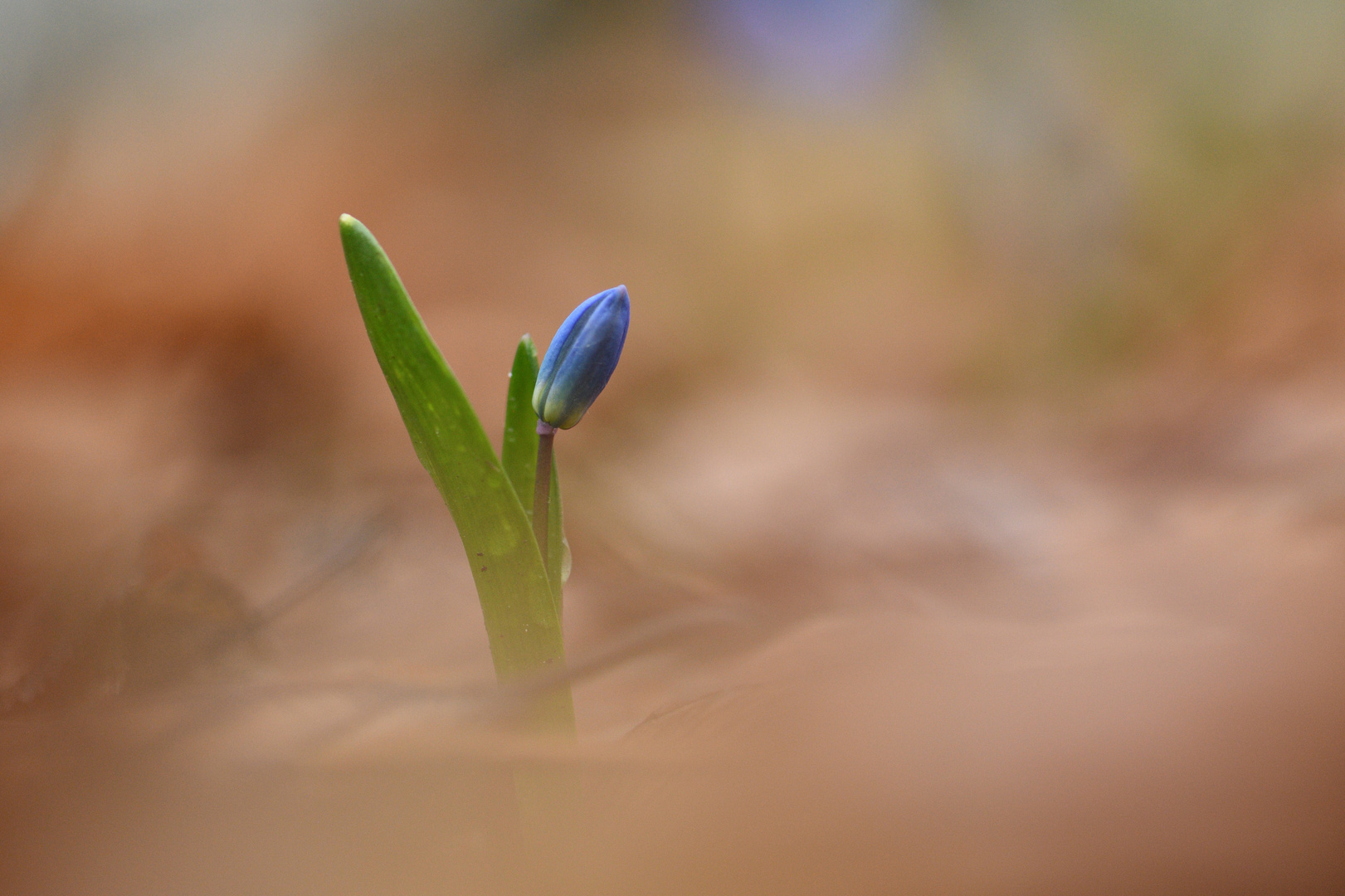 Frühling