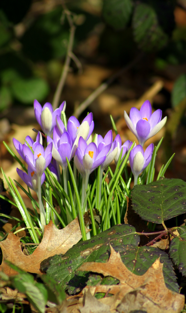 Frühling