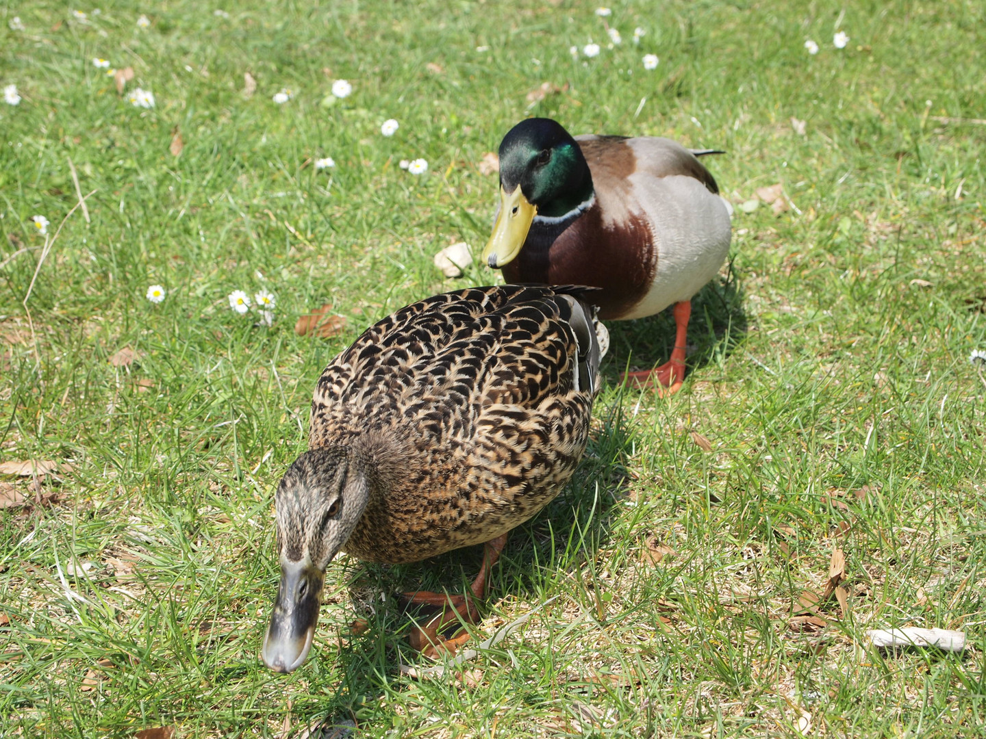 Frühling