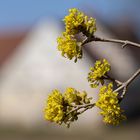 Frühling