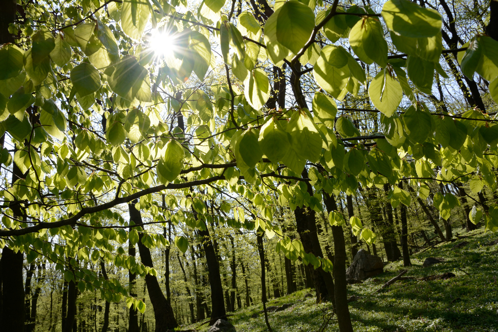 Frühling