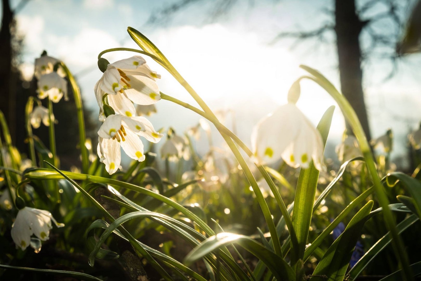 Frühling 