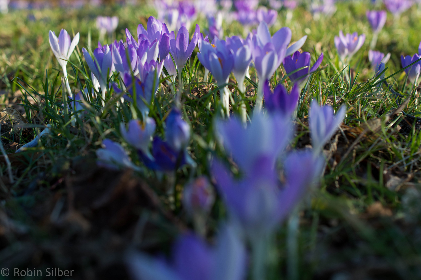 Frühling