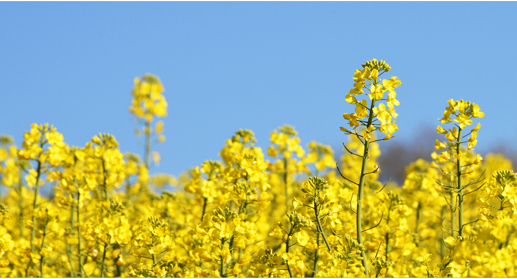 ...frühling...