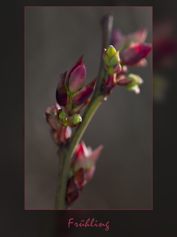 Frühling