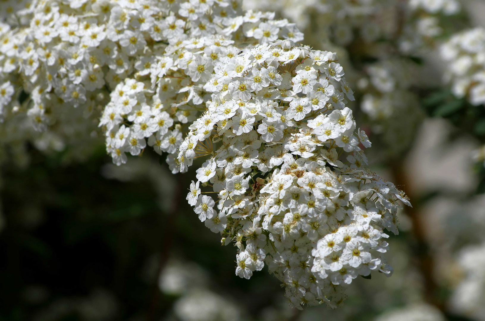 ...Frühling