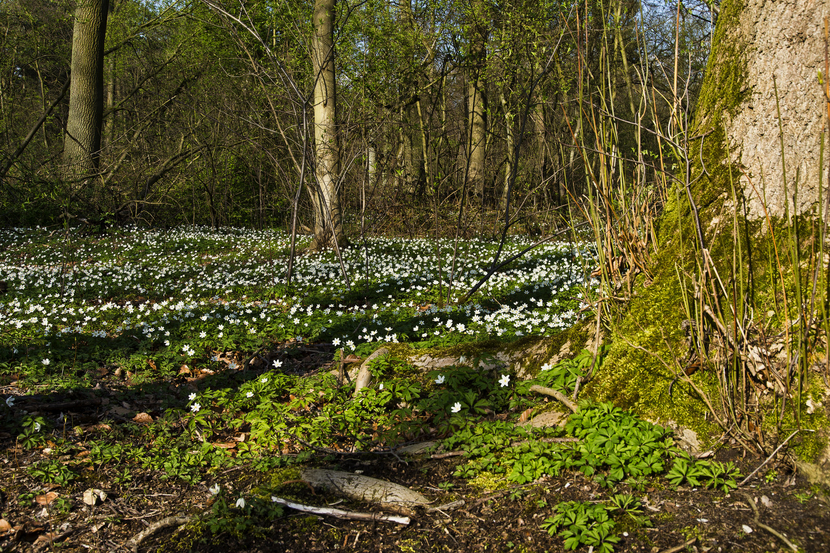 Frühling....