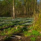 Frühling....