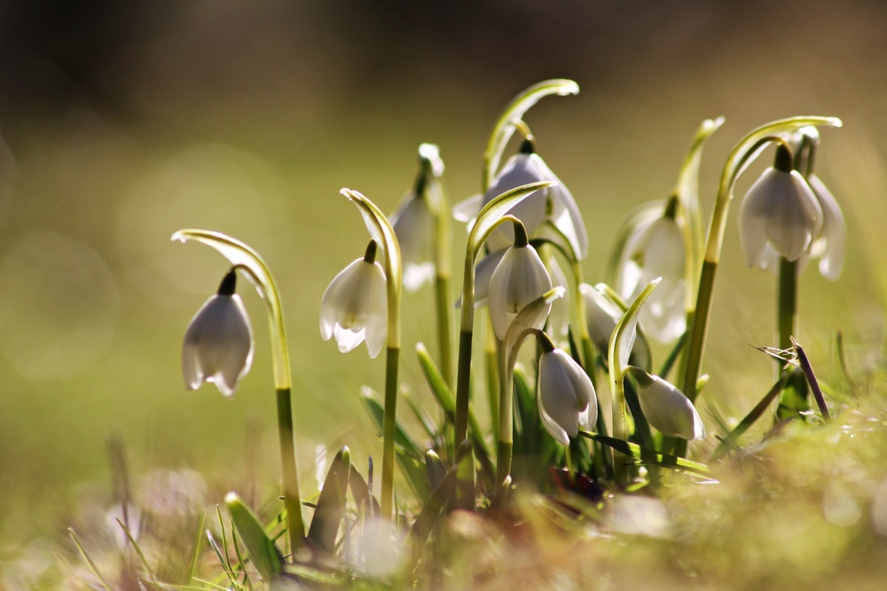 frühling..