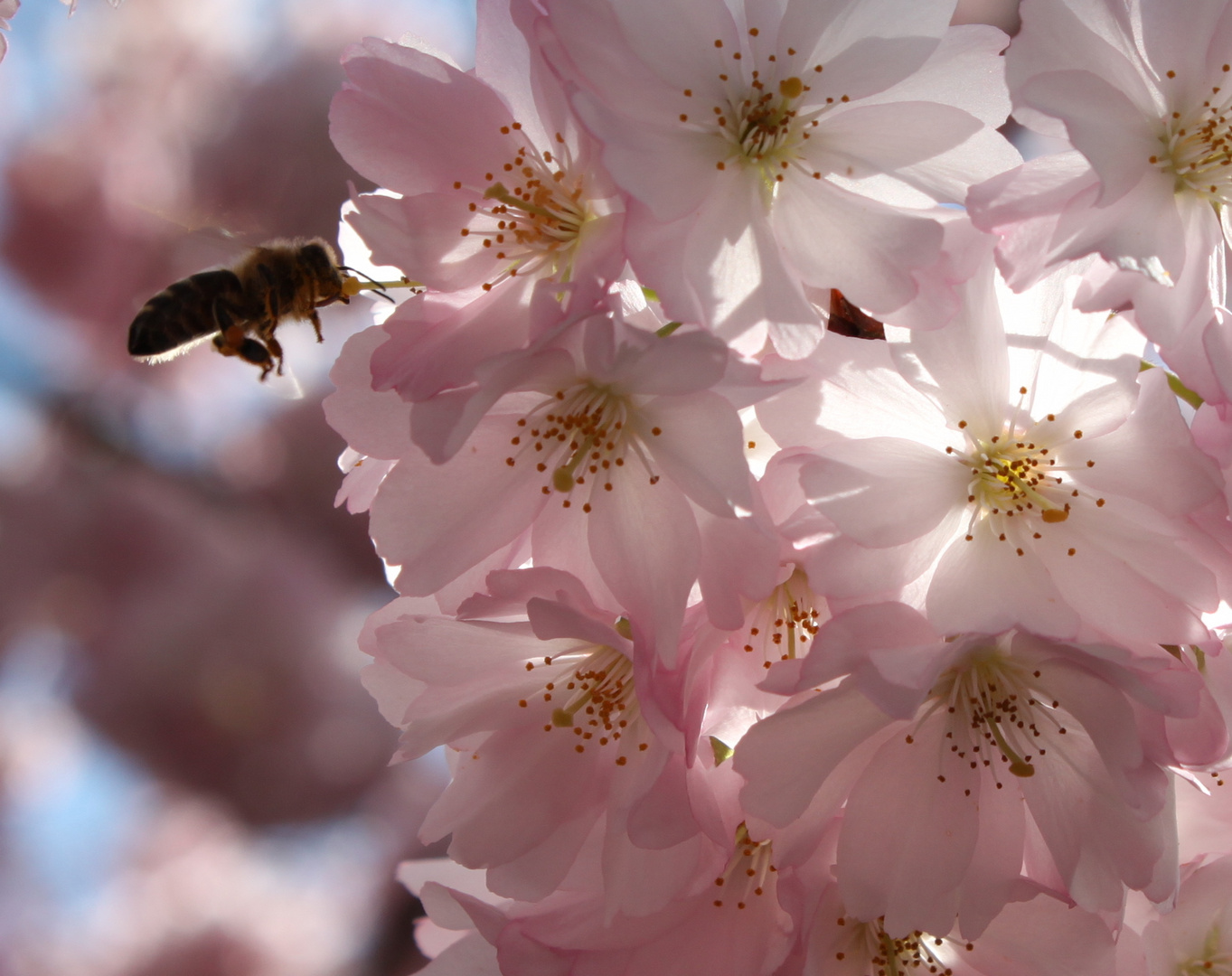 Frühling