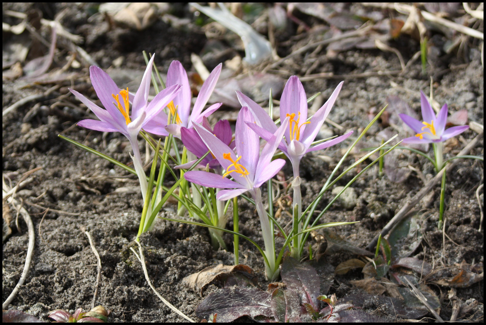 Frühling*