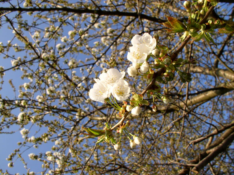 Frühling