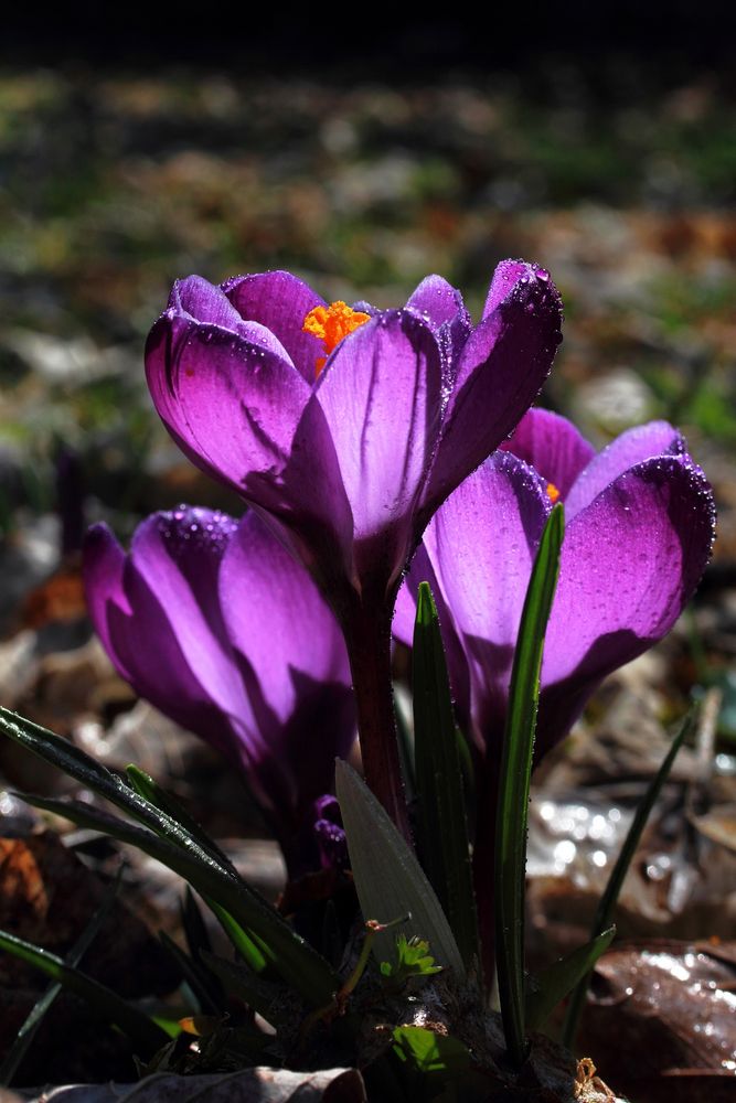 Frühling